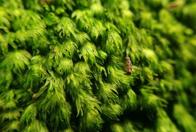 Close-up of caterpillar on tree