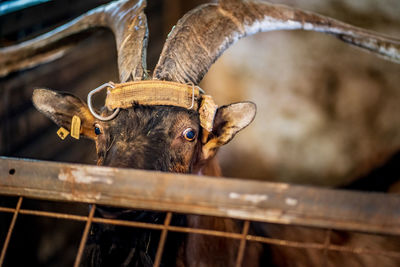 Close-up portrait of goat by fence