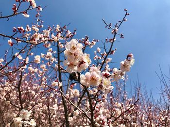 Low angle view of cherry blossoms against clear sky