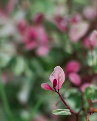 Close-up of pink flowers