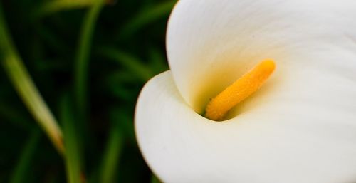 Close-up of white flowers