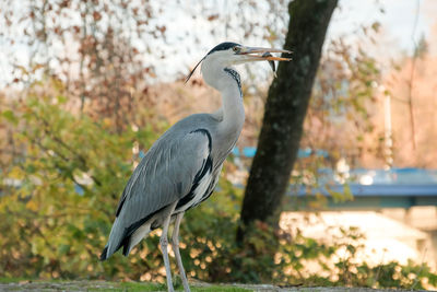 High angle view of gray heron 