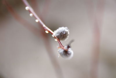 Close-up of plant