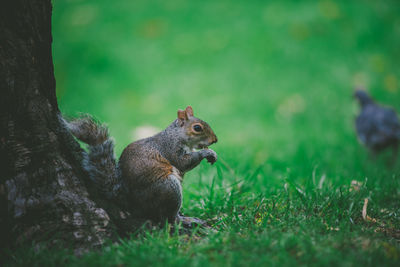 Squirrel on a field