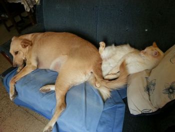 Dog sleeping on sofa