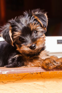 Close-up portrait of dog relaxing on floor
