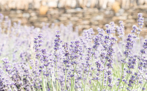 Close-up of purple flowering plants on field