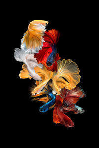 Close-up of jellyfish against black background