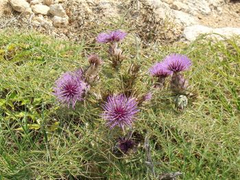 High angle view of thistle blooming outdoors