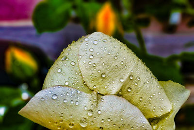 Close-up of water drops on leaf