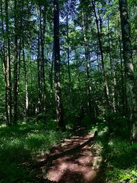 Trees growing in forest