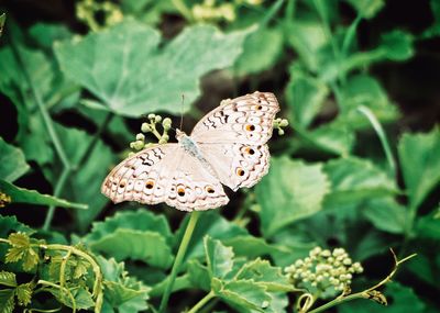 Close-up of butterfly pollinating flower