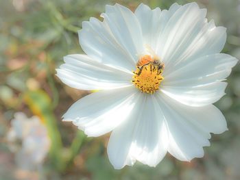 Close-up of yellow daisy blooming outdoors
