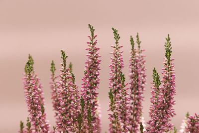 Close-up of pink flowering plants against blurred background