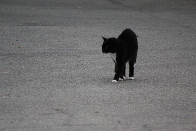 Black cat walking on street