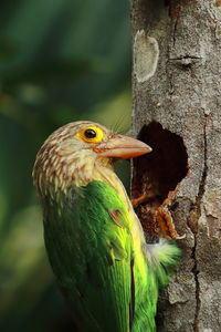 Lineated barbet bird nesting in summertime, tropical rainforest in india