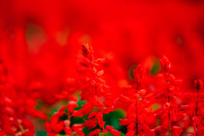 Close-up of red flowering plant