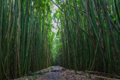 View of bamboo trees in forest along pipiwai trail on the hawaiian island of maui, usa