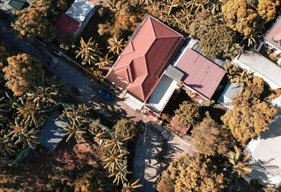 High angle view of trees and buildings