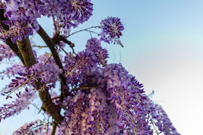 Close-up of cherry blossom against blue sky