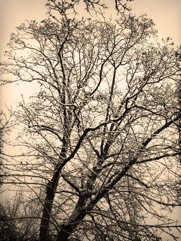 bare tree, branch, tree, silhouette, tranquility, low angle view, nature, sky, clear sky, scenics, beauty in nature, tranquil scene, dusk, outdoors, no people, tree trunk, day, growth, sunset, auto post production filter