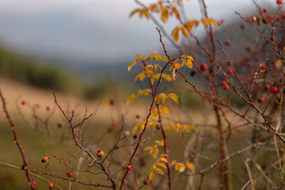 Close-up of plant against blurred background