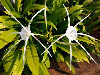 Close-up of white flowering plant