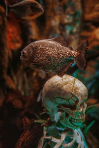 Close-up of fish swimming in tank