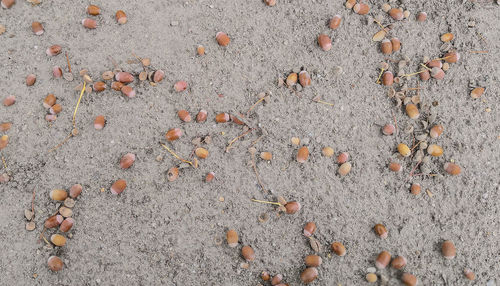 High angle view of pebbles on sand