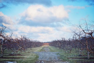 Bare trees on landscape against sky