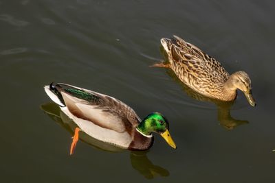 High angle view of mallard duck swimming in lake