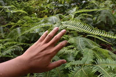 Cropped image of hand touching leaves on plant