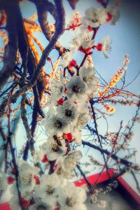 Low angle view of flower tree against sky