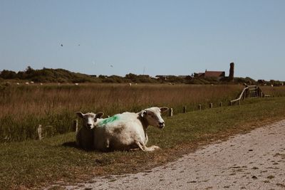 Sheeps in a field