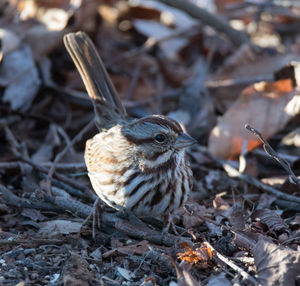 Song sparrow in green-wood cemetery, brooklyn