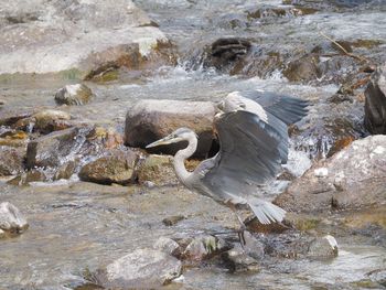 Gray heron perching on rock in lake