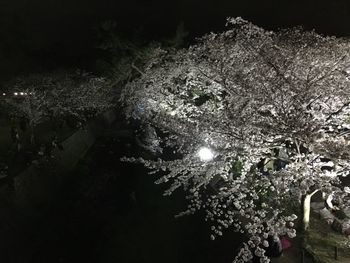 Low angle view of trees against sky at night