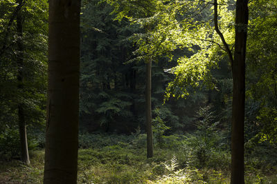 Trees in forest