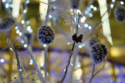 Close-up of flowering plant against blurred background