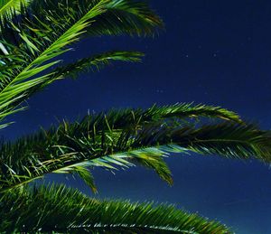 Low angle view of palm tree against blue sky