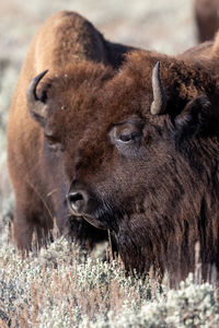 Portrait of several bison in lamar valley in yellowstone national park