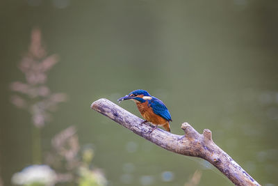 Close-up of kingfisher perching on twig