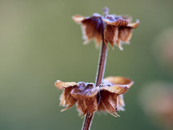 Close-up of wilted flower