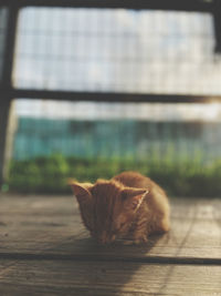 Close-up of a cat on footpath