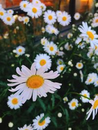 Close-up of white flowers blooming outdoors