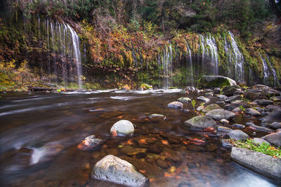 Scenic view of waterfall in forest