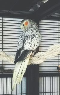 Close-up of parrot perching in cage