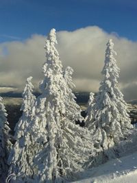 Frozen trees on snow covered field against blue sky