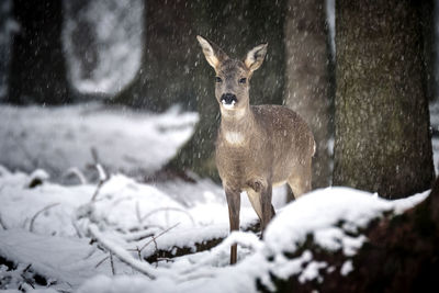 Deer standing on snow covered land