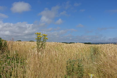 Scenic view of grassy field against sky